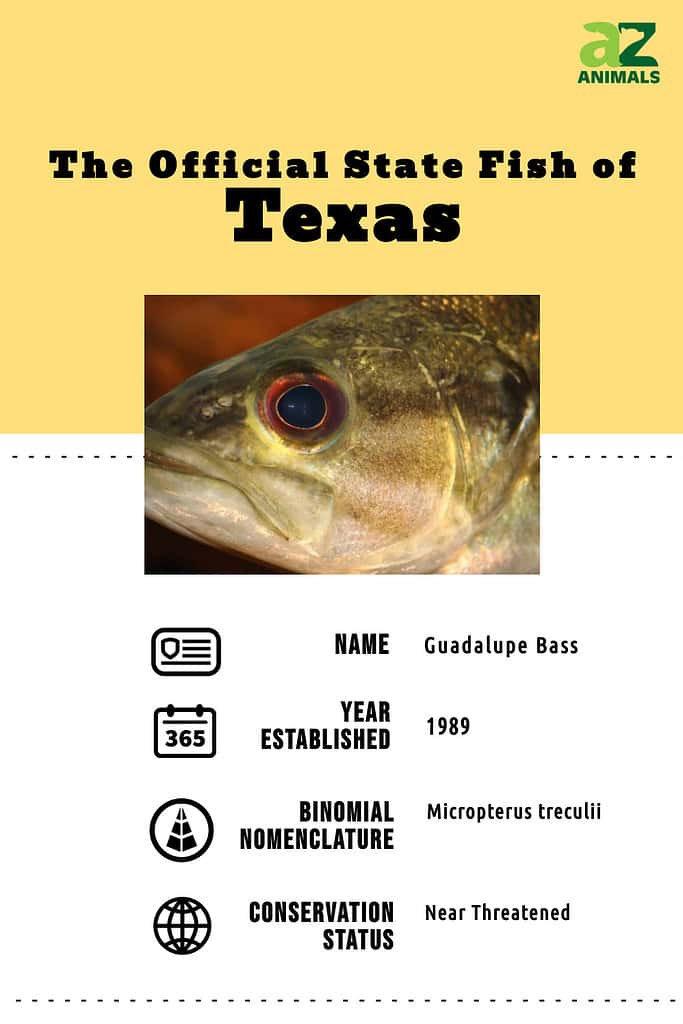 State animal infographic for the state fish of Texas, the Guadalupe bass.