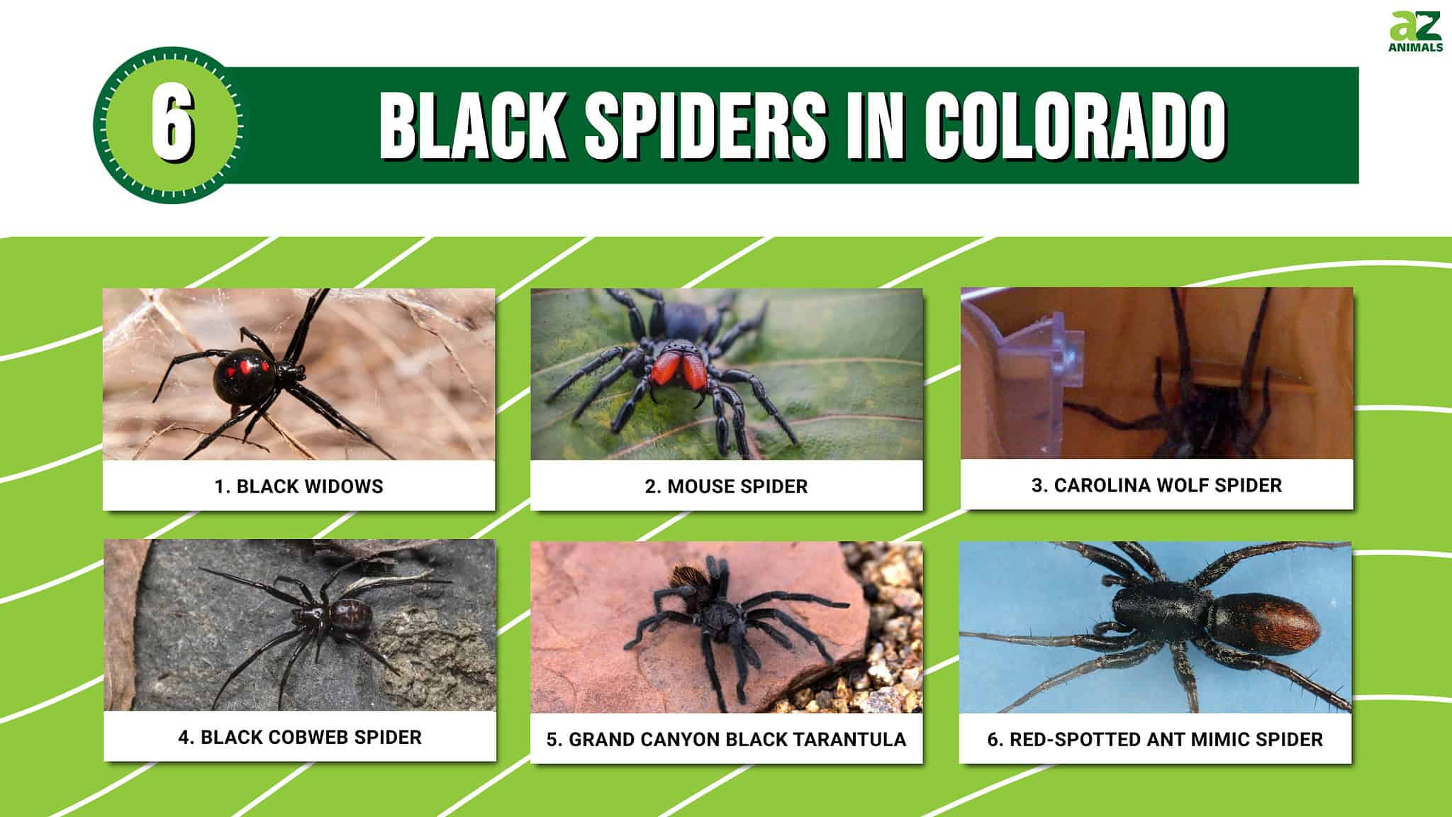 Discover 6 Black Spiders in Colorado - A-Z Animals