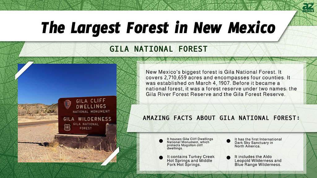 Infographic of the Largest Forest in New Mexico