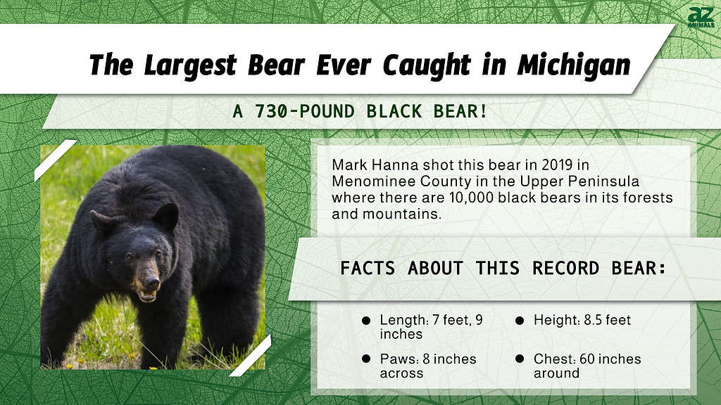 "Largest" Infographic for the largest bear ever caught in MI.
