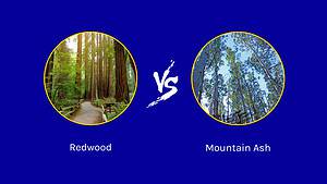 Redwood vs. Mountain Ash Tree: 8 Differences Between These Towering Giants Picture