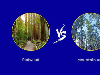 A Redwood vs. Mountain Ash Tree: 8 Differences Between These Towering Giants
