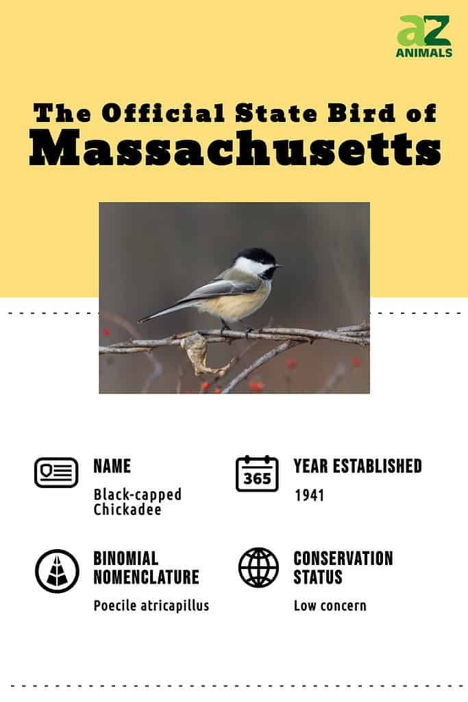 The official State bird of Massachusetts is the black-capped chickadee.