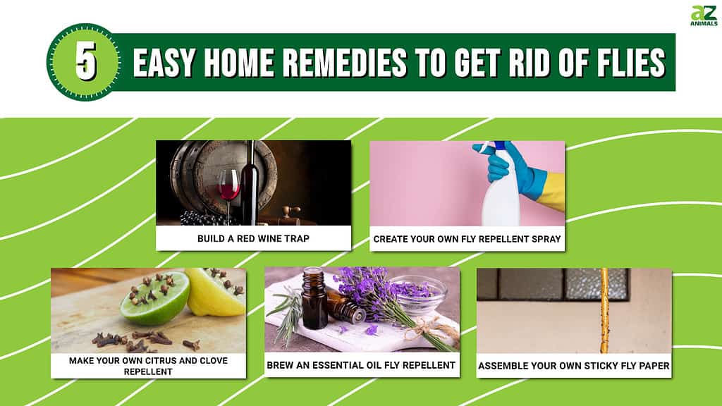 Discover 5 Easy Home Remedies to Get Rid of Flies - A-Z Animals