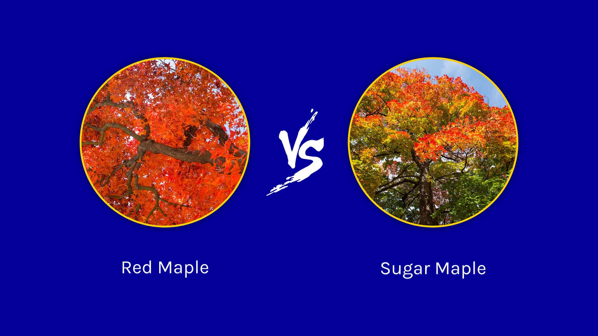 Red Maple vs. Sugar Maple Tree 8 Differences Between These Towering