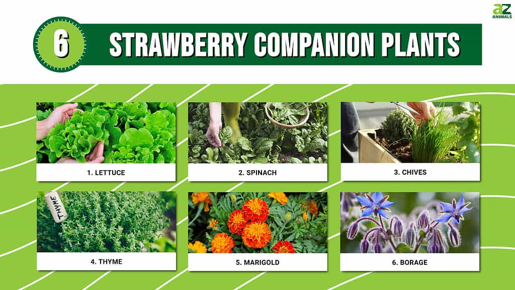 Infographic of Top 6 Strawberry Companion Plants
