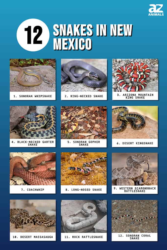 12 Snakes in New Mexico
