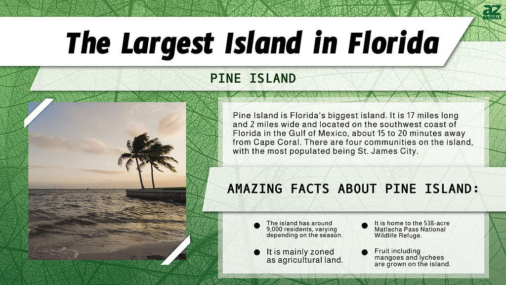 Infographic of the Largest Island in Florida