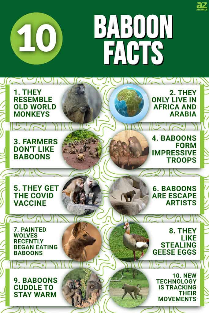 10 Baboon Facts