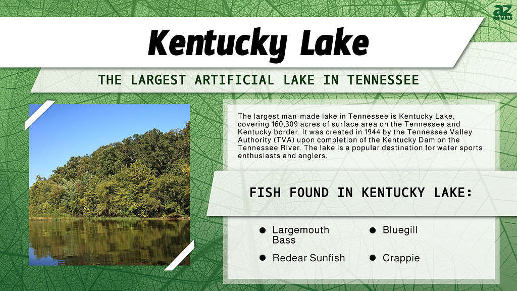 Kentucky Lake is the Largest Artificial Lake in  Tennessee