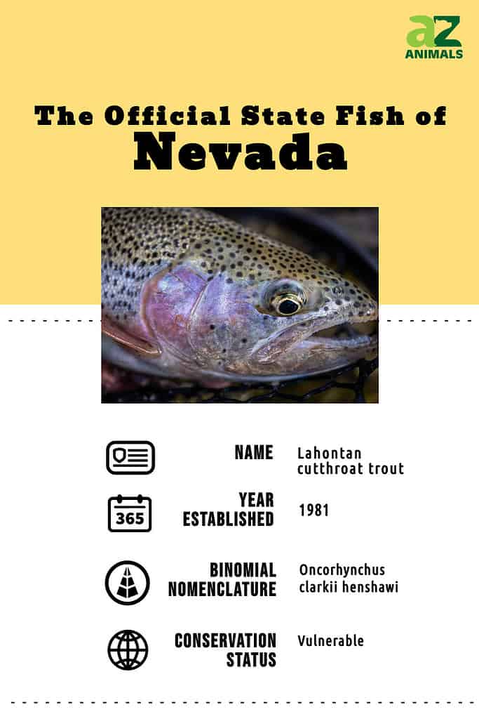 State animal infographic for the state fish of Nevada, the Lahontan cutthroat trout.