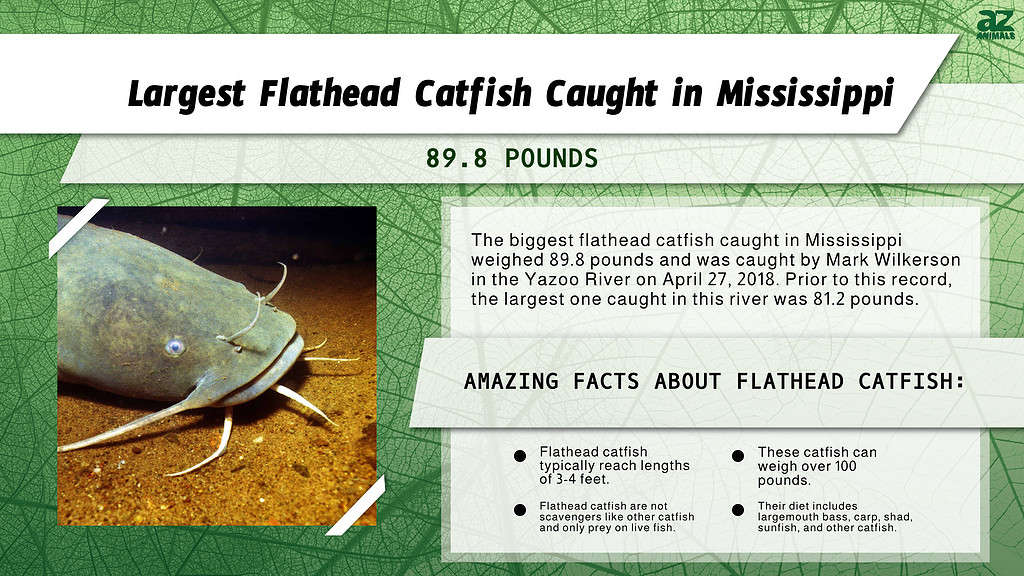 Infographic of Largest Flathead Catfish Caught in Mississippi
