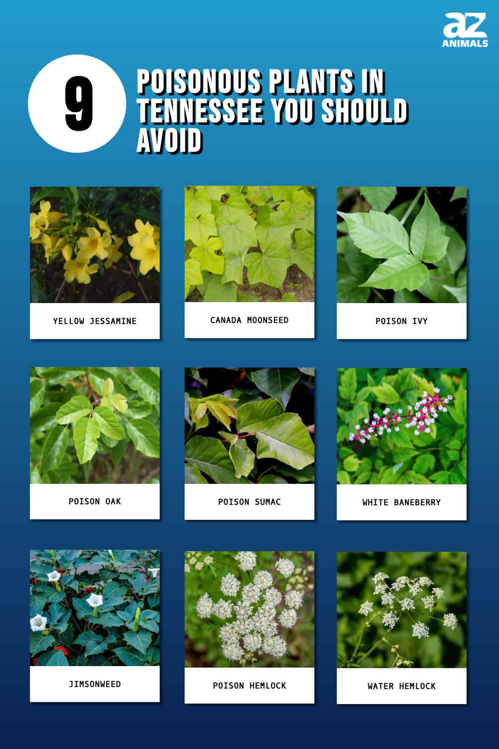 discover-9-poisonous-plants-in-tennessee-you-should-avoid-a-z-animals