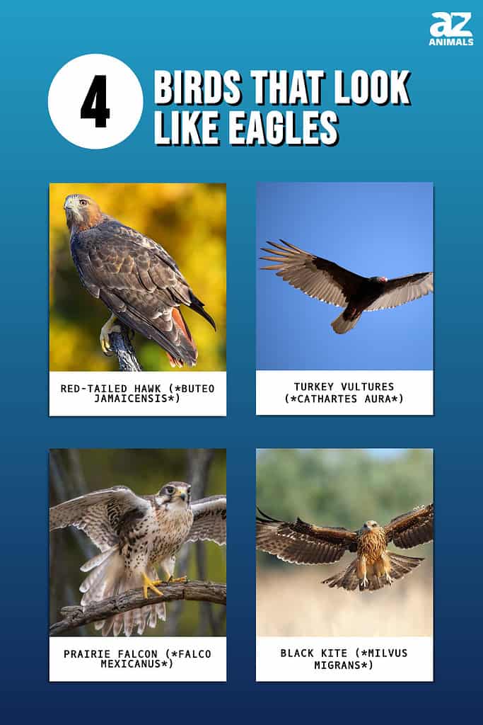 12 Coolest Types of Birds of Prey - A-Z Animals