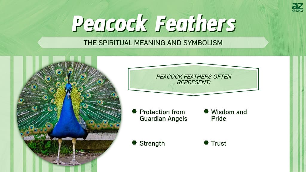 Feather Spiritual Meaning Symbolism  