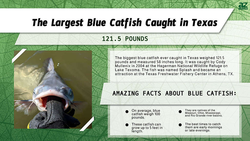 Infographic of the Largest Blue Catfish Caught in Texas