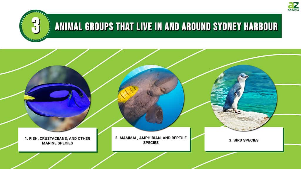 Infographic of Animal Groups That Live in and Around Sydney Harbour