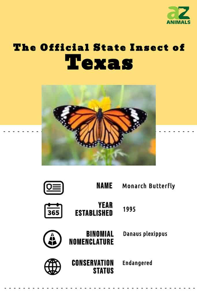 State animal infographic for the official state insect of Texas, the monarch butterfly.