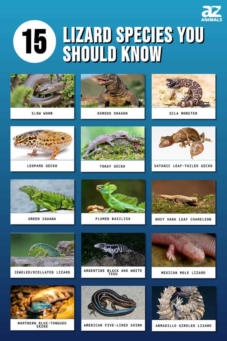 Types of Lizards: The 15 Lizard Species You Should Know! - A-Z Animals