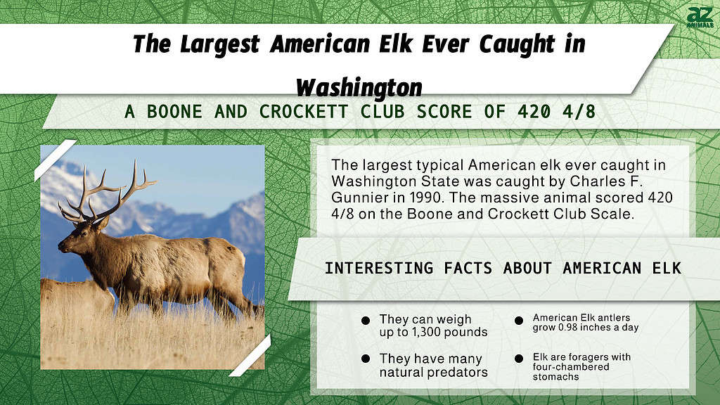 The Largest American Elk Ever Caught in Washington