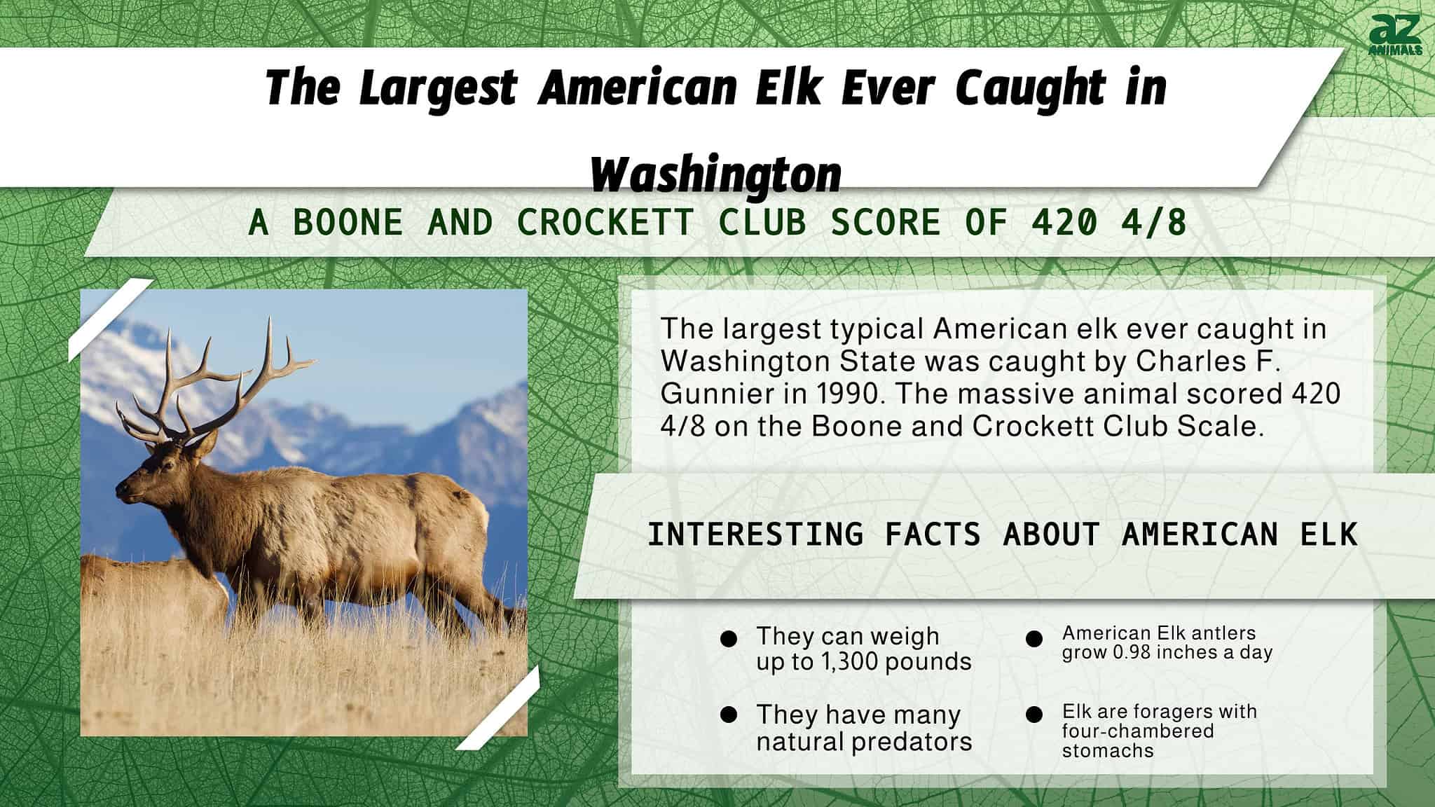The Largest American Elk Ever Caught in Washington was a Remarkable