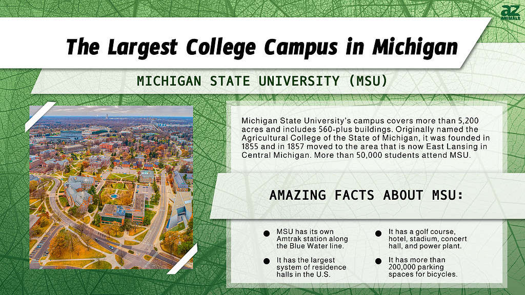 Infographic of the Largest College Campus in Michigan