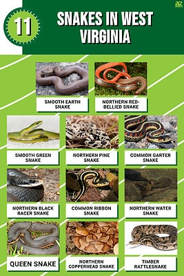 11 Snakes In West Virginia - A-z Animals