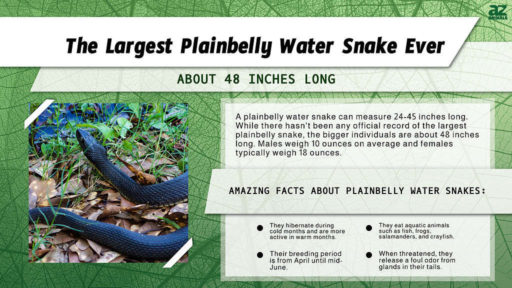 Infographic of the Largest Plainbelly Water Snake Ever