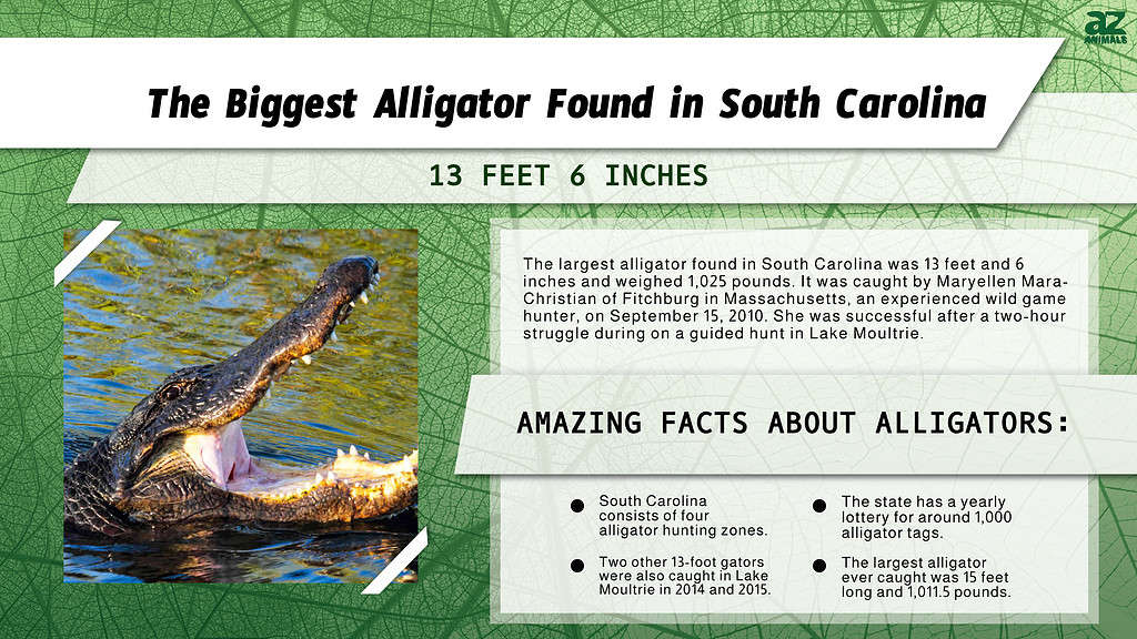 Infographic of the Biggest Alligator Found in South Carolina