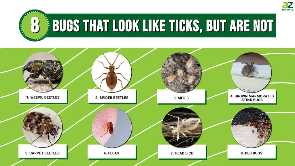 8 Bugs That Look Like Ticks But Are Not