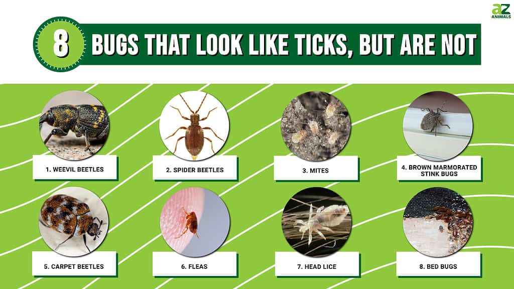 Bugs That Look Like Ticks, But Are Not - A-Z Animals