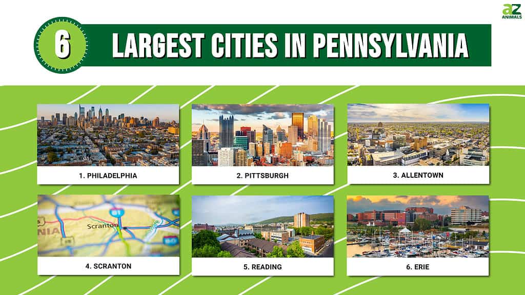 Infographic of 6 Largest Cities in Pennsylvania