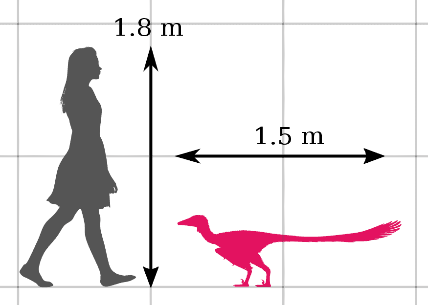 Size of the troodontid theropod species Xixiasaurus henanensis compared to that of a human.