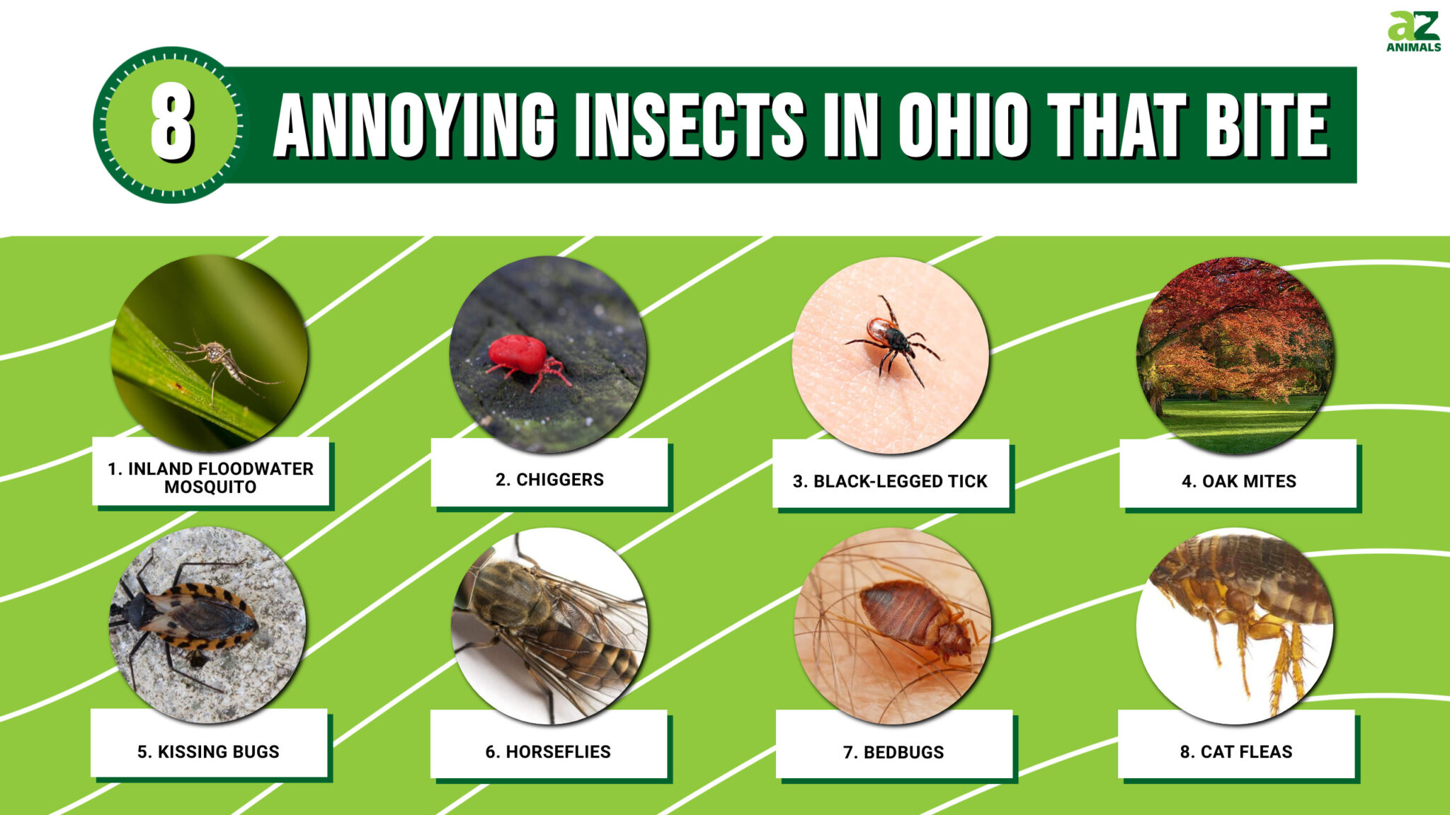 8 Annoying Insects In Ohio That Are Out In Numbers And Looking To Bite ...