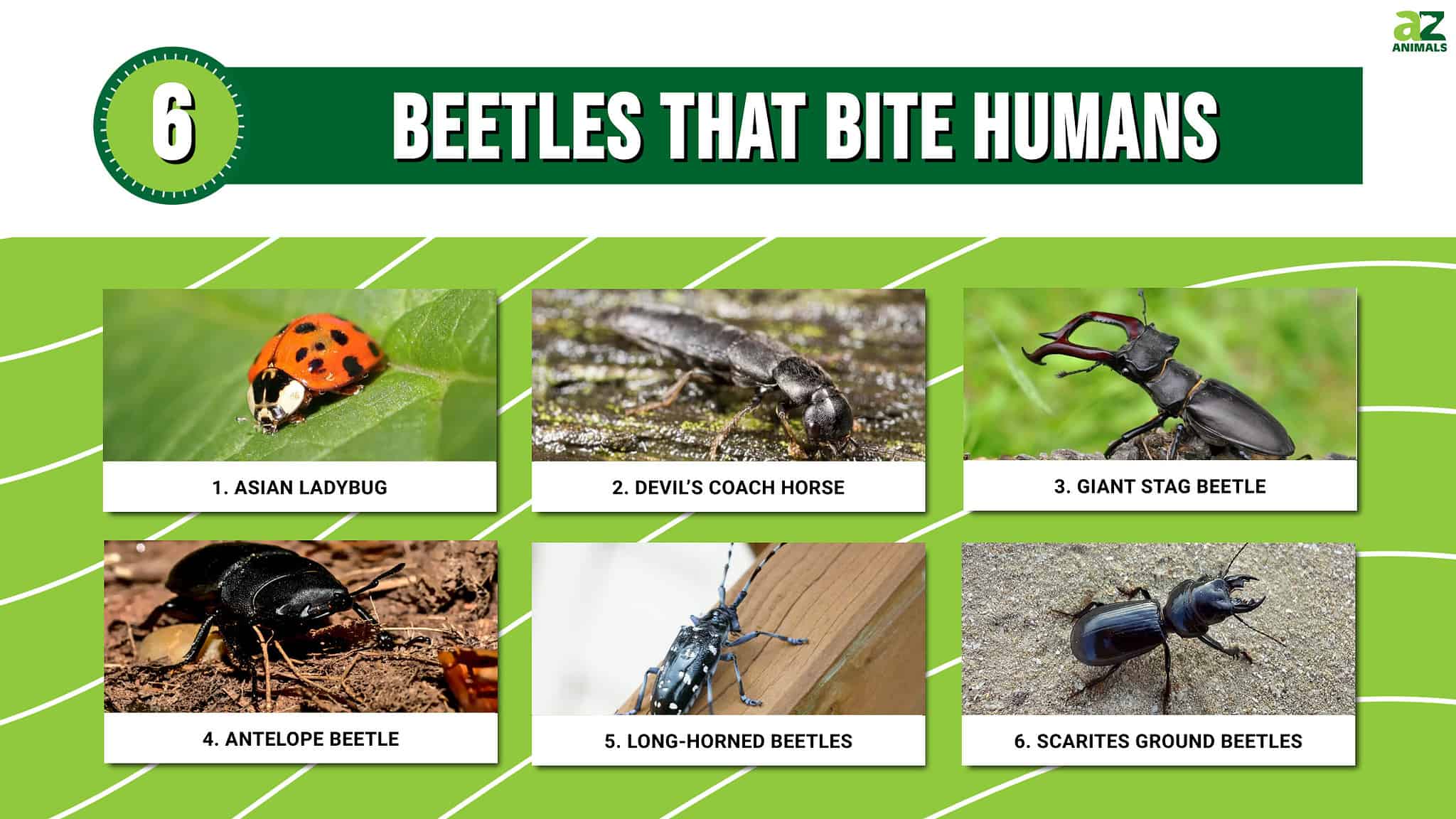 Discover 6 Beetles That Bite AZ Animals