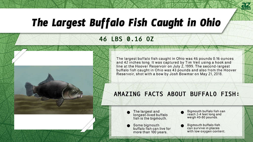 Infographic of the Largest Buffalo Fish Caught in Ohio