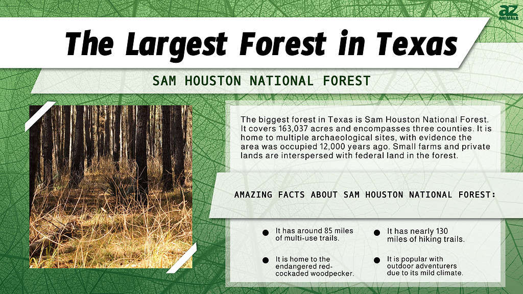 Infographic of the Largest Forest in Texas