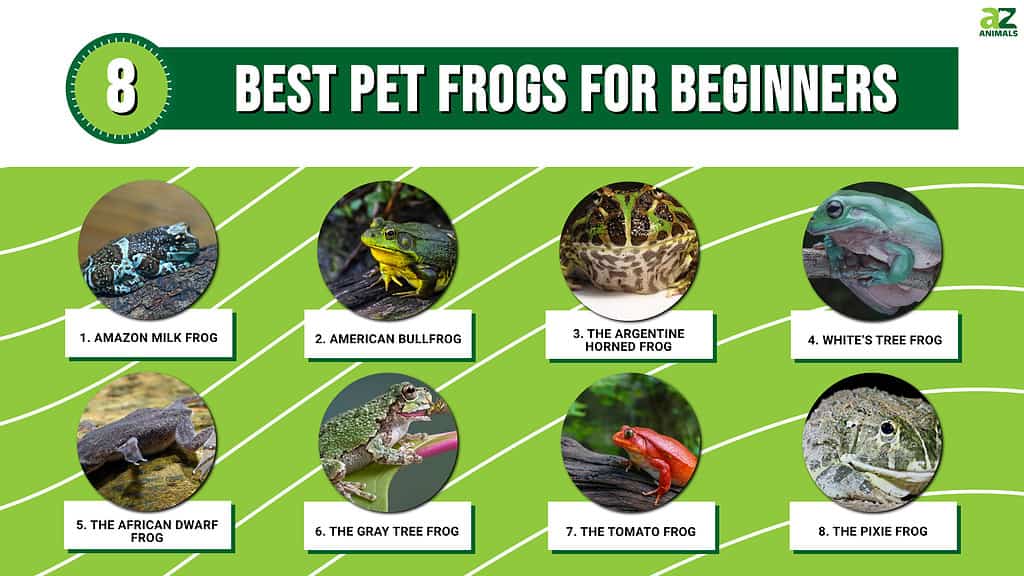 The 8 Best Pet Frogs For Beginners - A-Z Animals