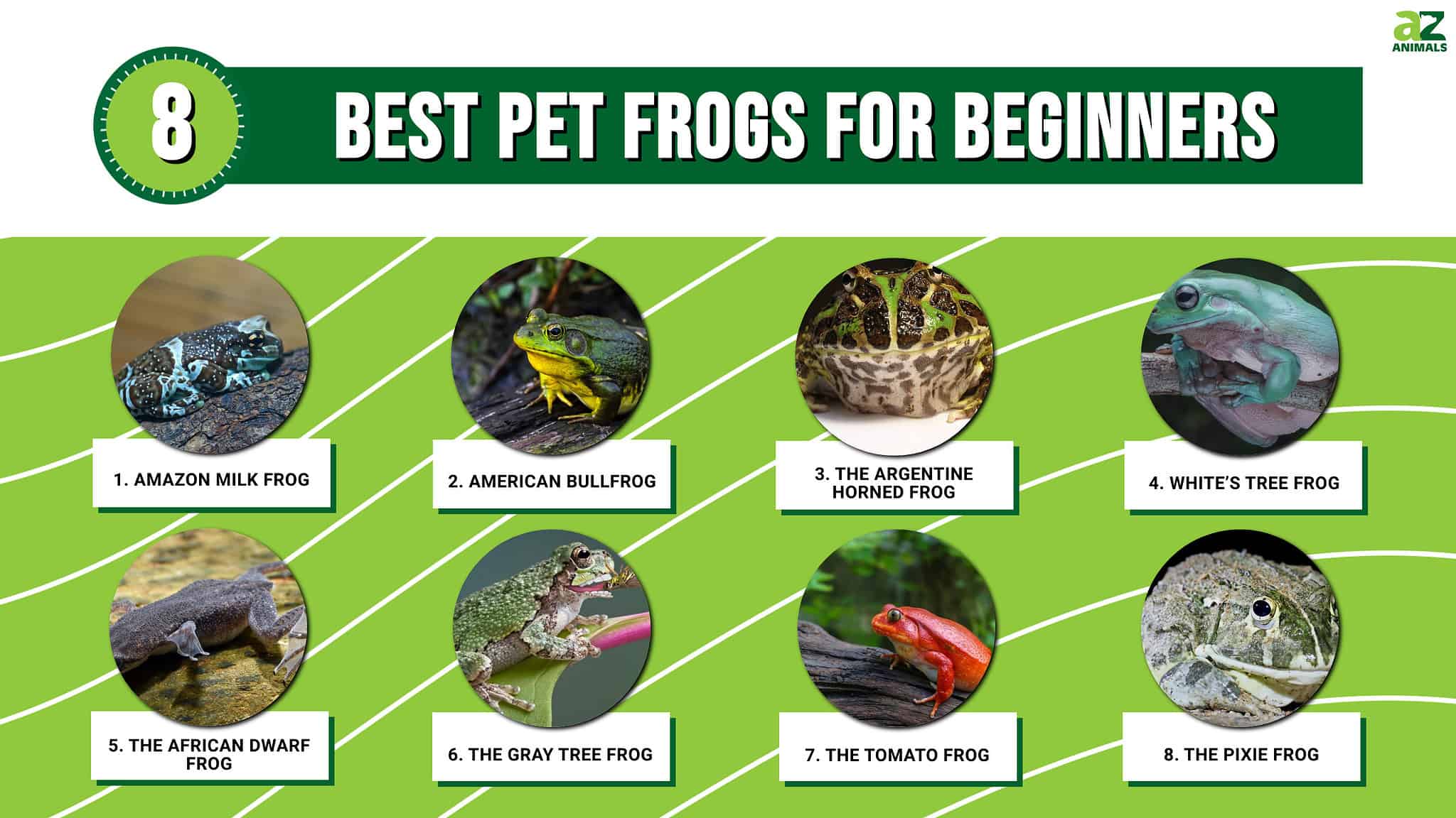 The 8 Best Pet Frogs For Beginners AZ Animals