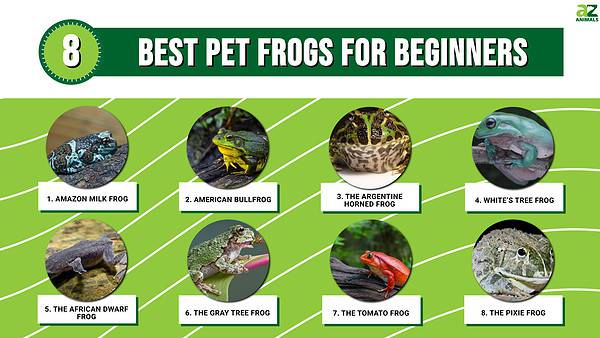 The 8 Best Pet Frogs For Beginners - A-Z Animals