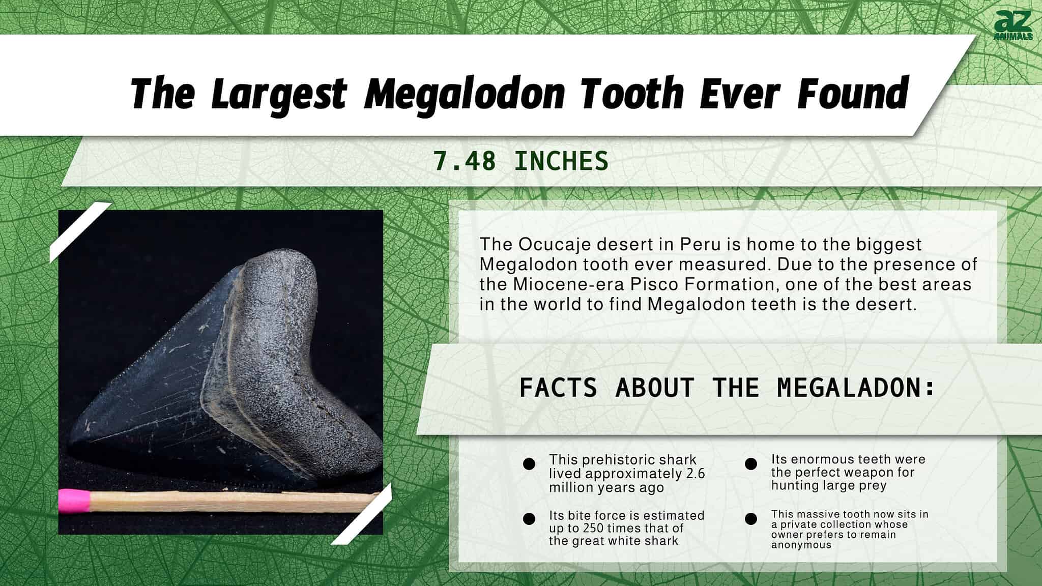 Discover the Largest Megalodon Tooth Ever Found - A-Z Animals