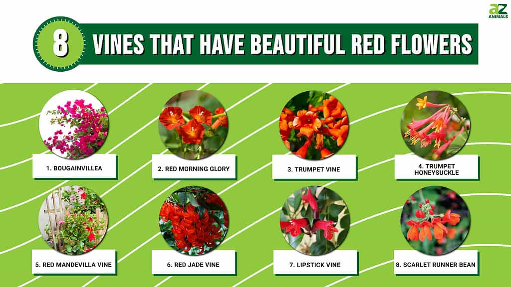 8 Vines That Have Beautiful Red Flowers