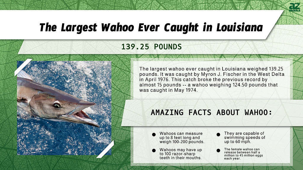 Wahoo - Delaware Fish Facts