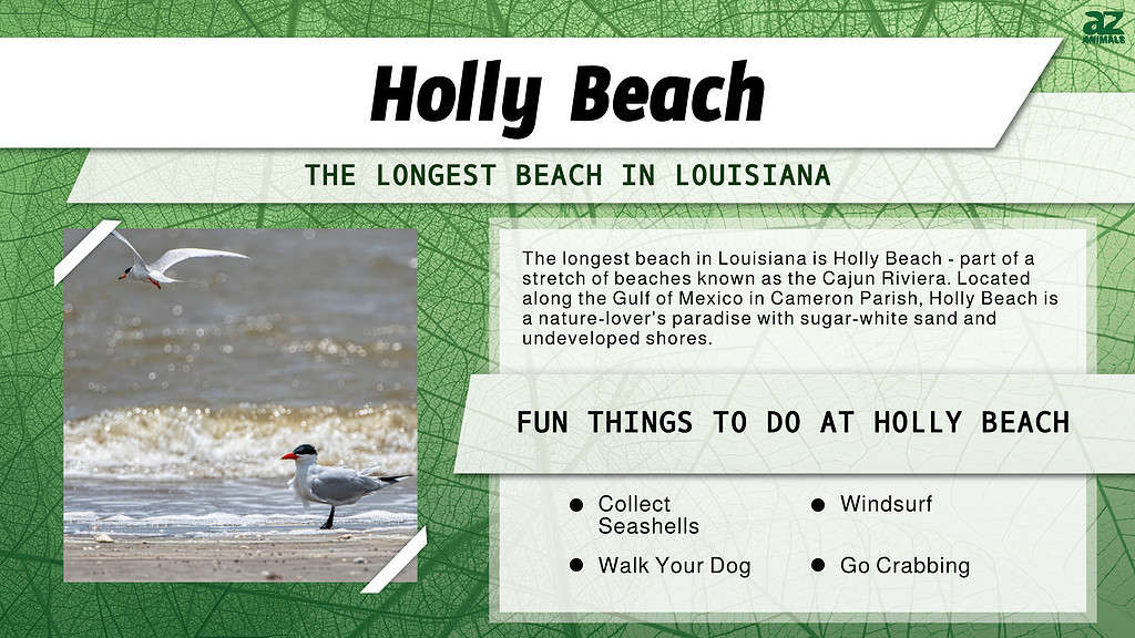 Holly Beach is the Longest Beach in Louisiana