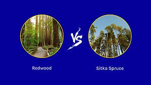 Redwood vs. Sitka Spruce Tree: 5 Differences Between These Towering Giants photo