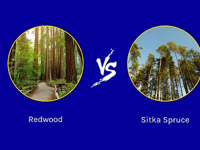 A Redwood vs. Sitka Spruce Tree: 5 Differences Between These Towering Giants