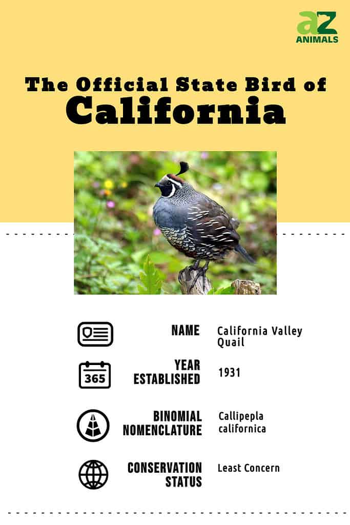 State animal infographic for the state bird of CA.