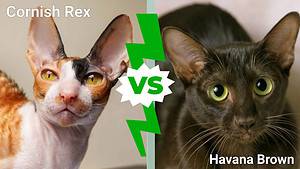 Cornish Rex vs Havana Brown Cat: Key Differences Explained Picture