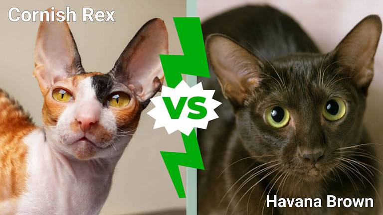 Cornish Rex vs. Havana Brown cat