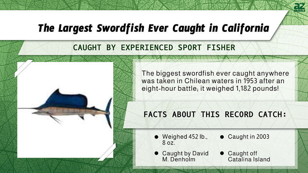 "Largest" infographic for the Largest Swordfish Ever Caught in CA.
